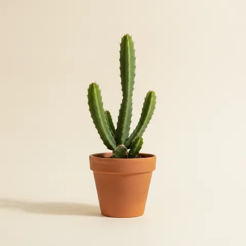 Hylocereus undatus