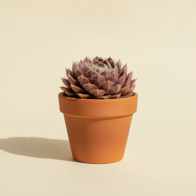 Spinnenwebhuislook — Sempervivum arachnoideum (illustratie)