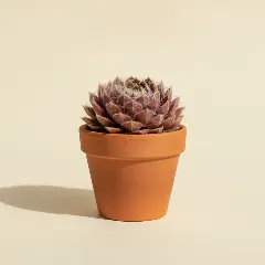 Spinnenwebhuislook