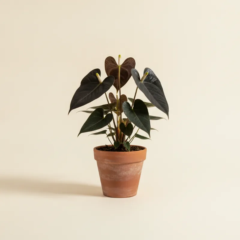 Flamingoplant — Anthurium 'Black Love' (illustratie)