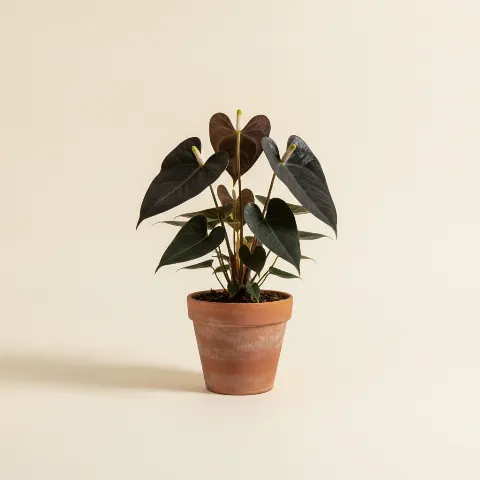 Anthurium