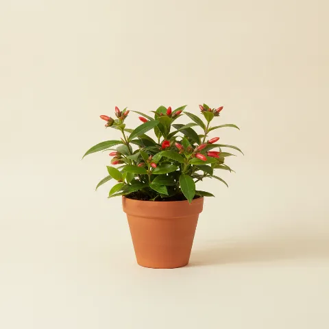 Lipstickplant