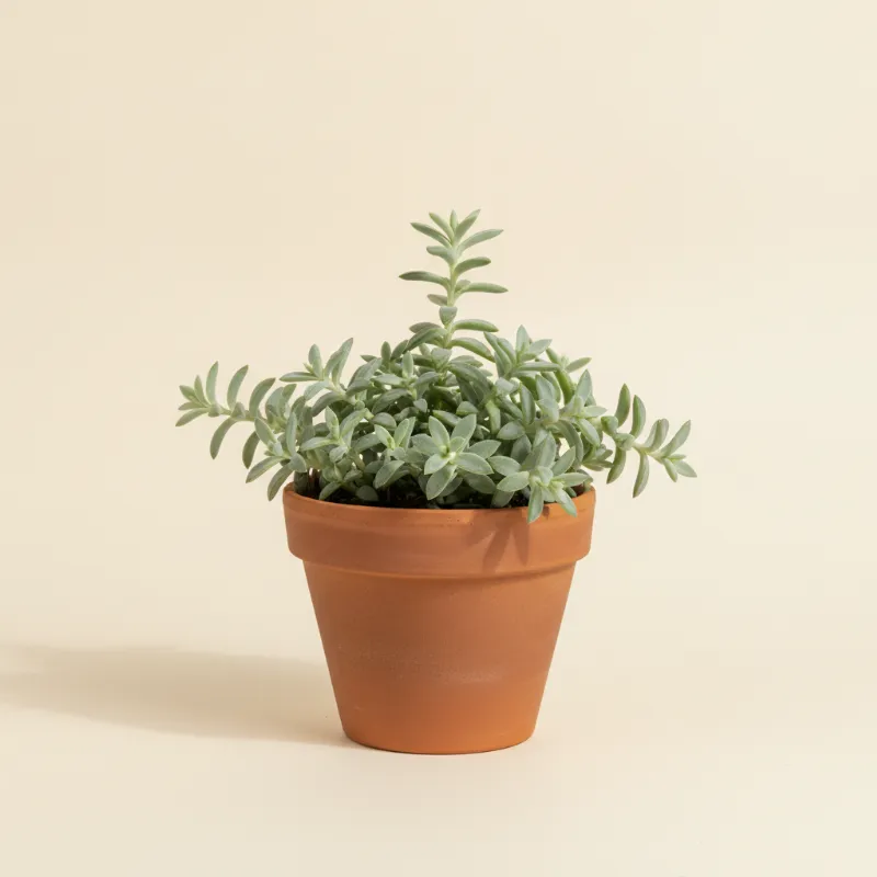 Erwtenplant — Senecio archeri 'Himalaya' (illustratie)