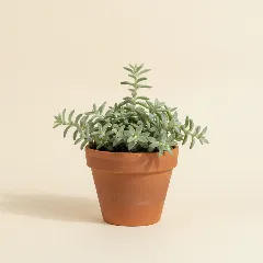 Erwtenplant