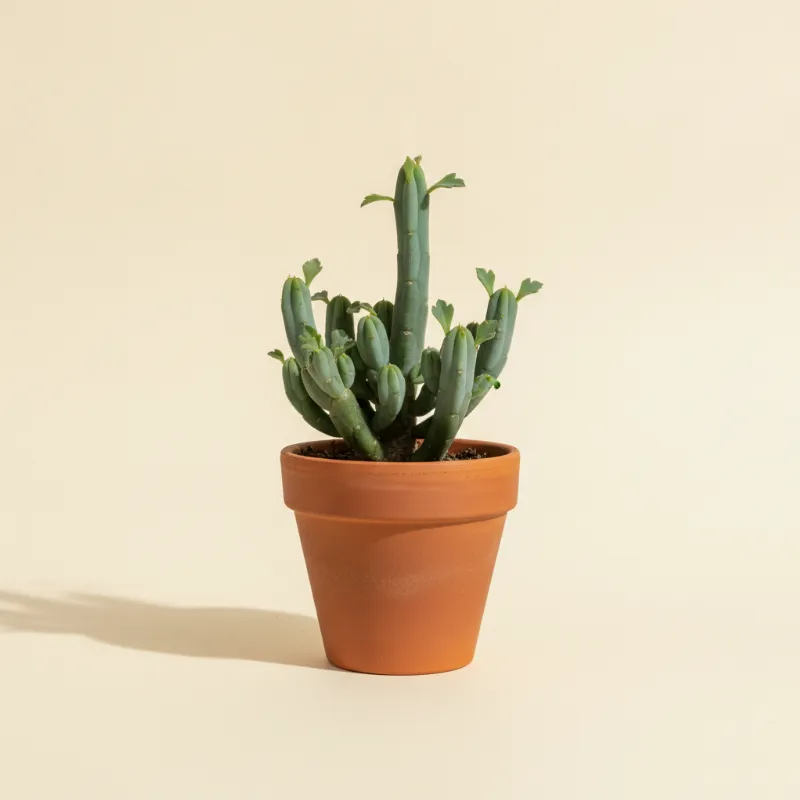 Erwtenplant — Senecio articulatus (illustratie)