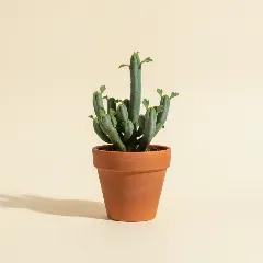 Erwtenplant