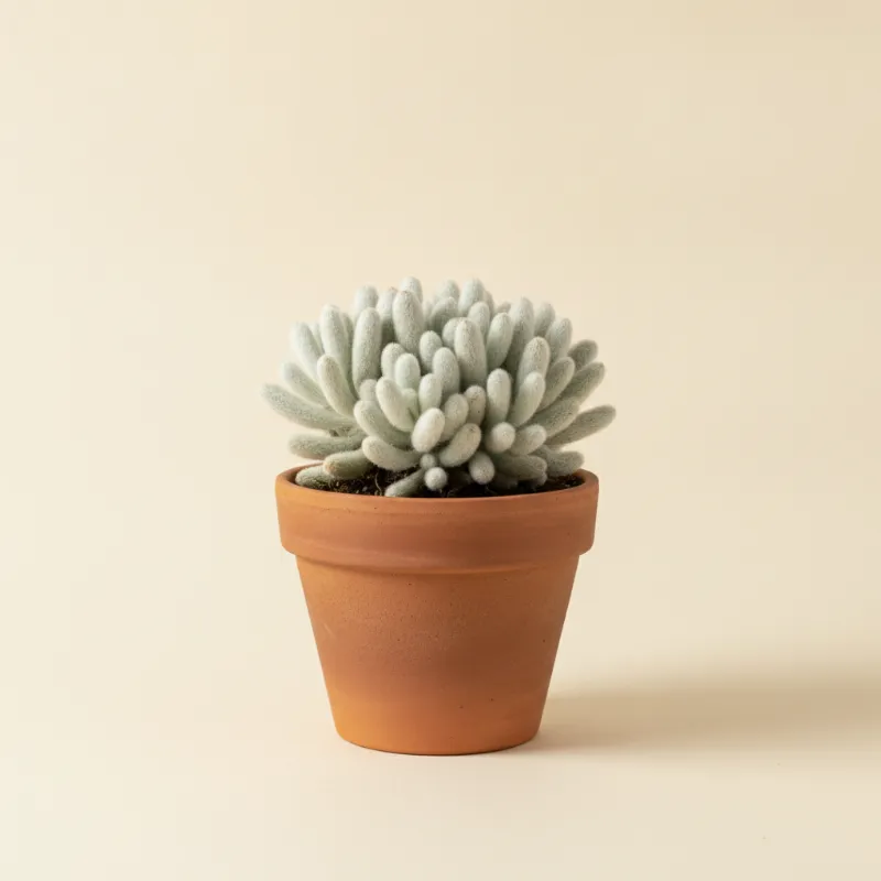 Erwtenplant — Senecio haworthii (illustratie)