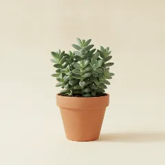 Erwtenplant
