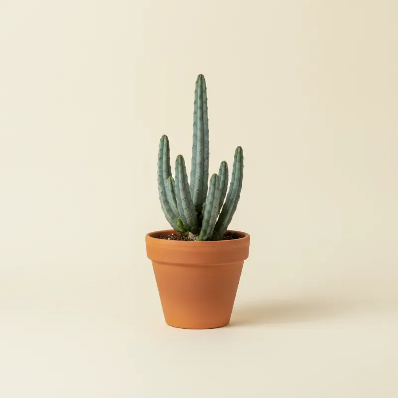 Erwtenplant — Senecio stapeliiformis (illustratie)