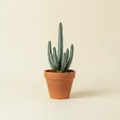 Erwtenplant