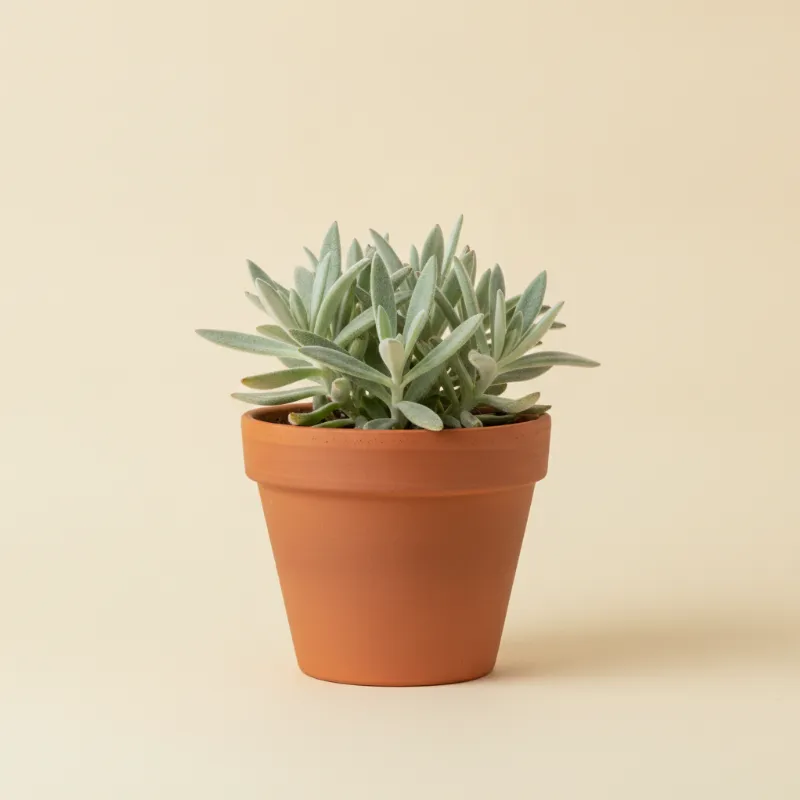 Erwtenplant — Senecio 'Mount Everest' (illustratie)