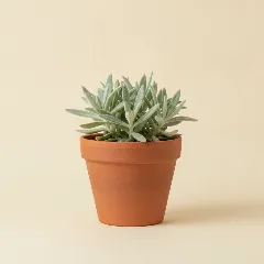 Erwtenplant