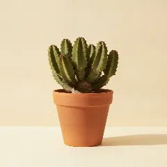 Stapelia gigantea