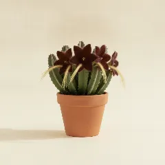 Stapelia grandiflora