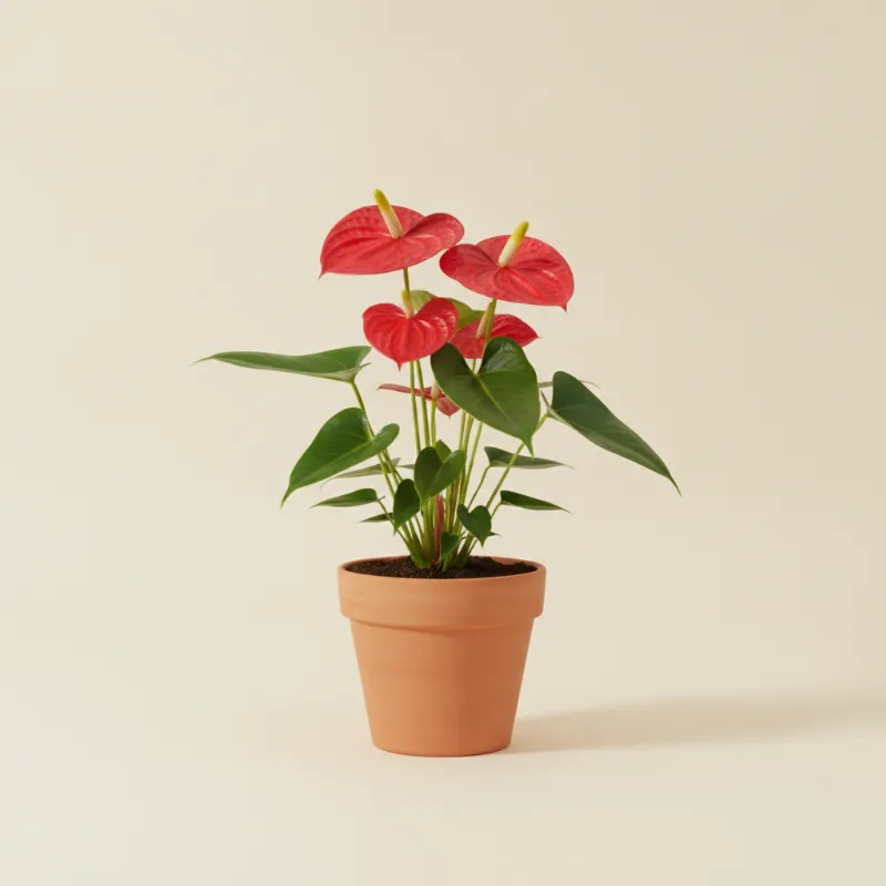 Flamingoplant — Anthurium 'Dakota' (illustratie)