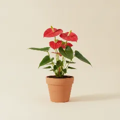 Flamingoplant