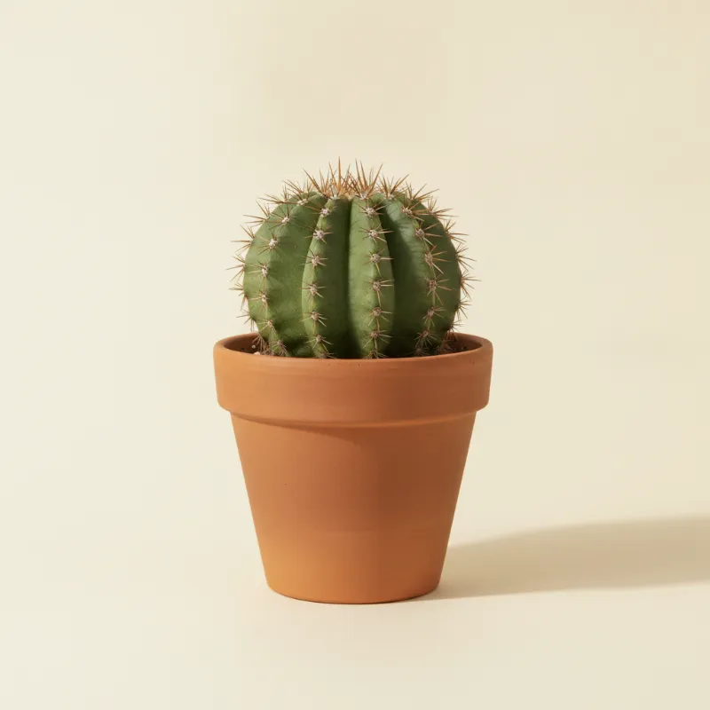 Stenocactus multicostatus (illustratie)
