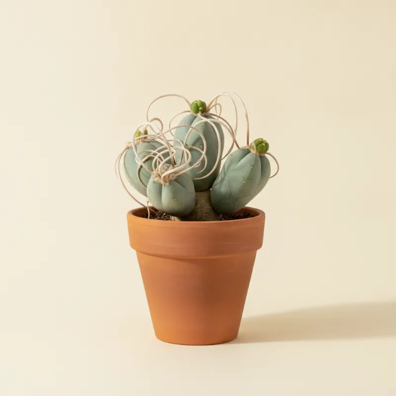Tephrocactus articulatus (illustratie)