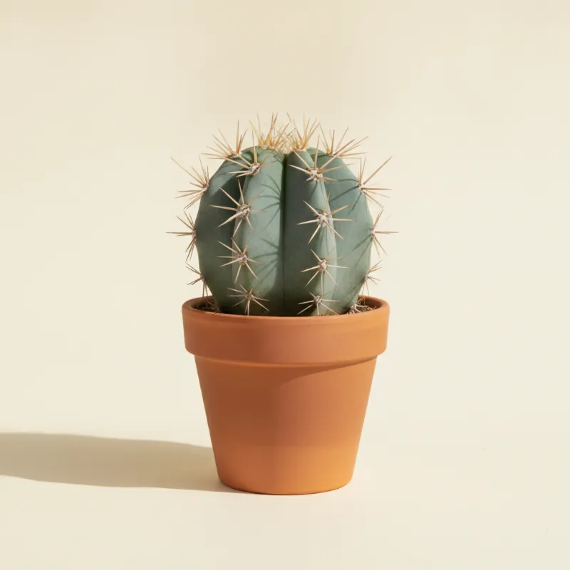 Thelocactus hexaedrophorus (illustratie)