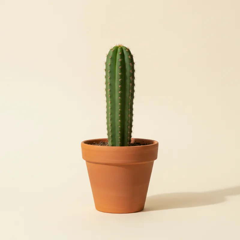 Trichocereus bridgesii (illustratie)