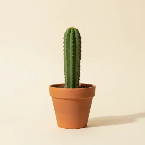 Trichocereus bridgesii