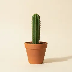 Trichocereus bridgesii