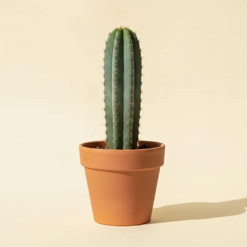 San Pedro-cactus — Trichocereus pachanoi (illustratie)