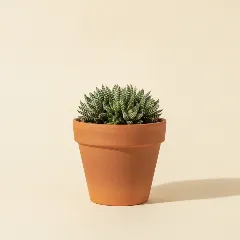 Trichodiadema densum