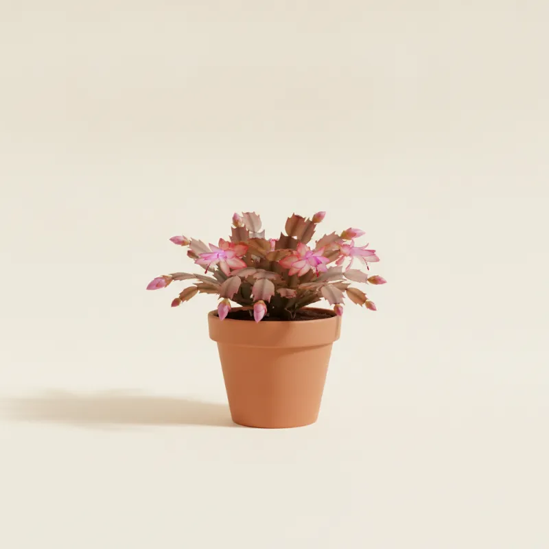 Zygocactus truncatus (illustratie)