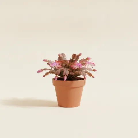 Zygocactus truncatus