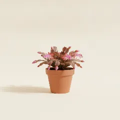 Zygocactus truncatus