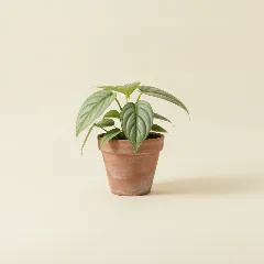 Amydrium medium 'Silver'