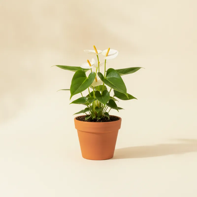 Flamingoplant — Anthurium 'Lilli' (illustratie)