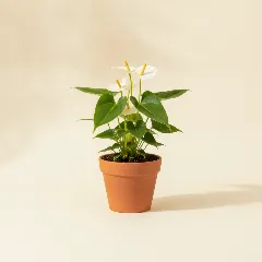 Flamingoplant