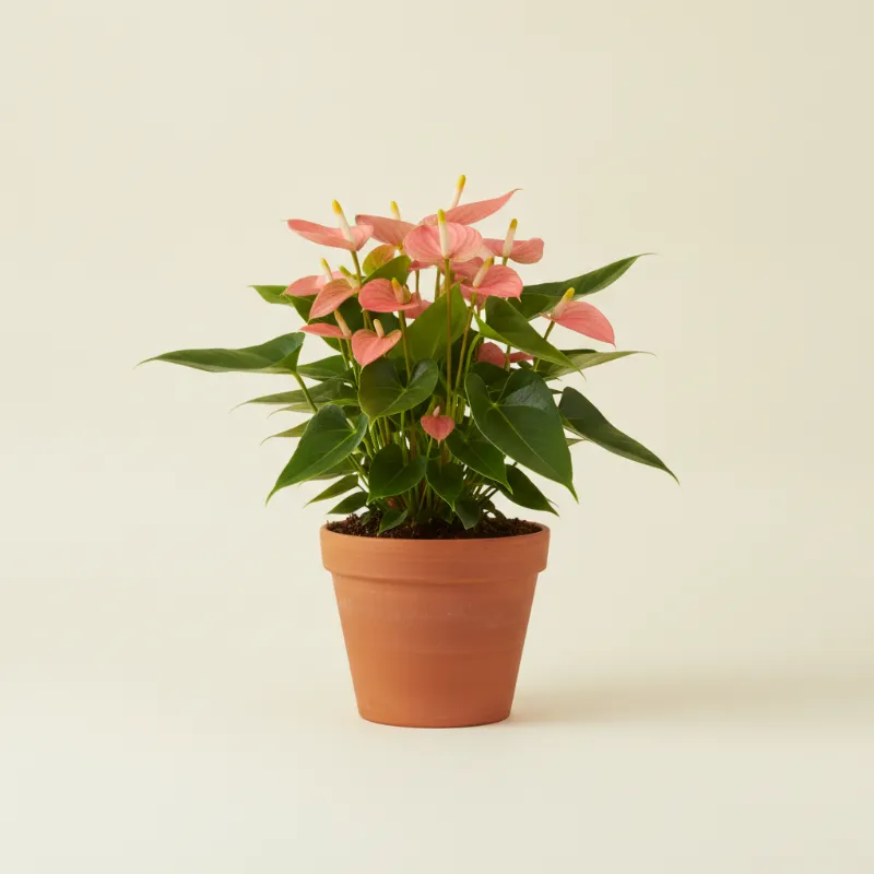 Flamingoplant — Anthurium andraeanum 'Joli' (illustratie)
