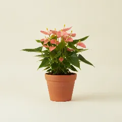 Flamingoplant