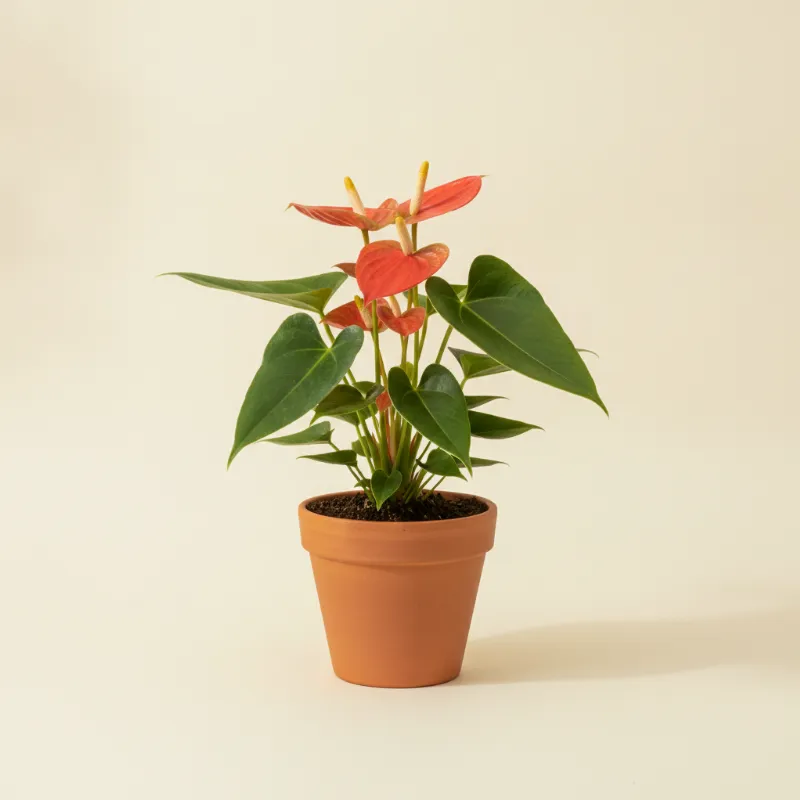 Flamingoplant — Anthurium andraeanum 'Sierra' (illustratie)