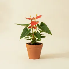 Flamingoplant