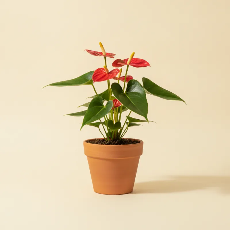 Flamingoplant — Anthurium andraeanum 'Utah' (illustratie)