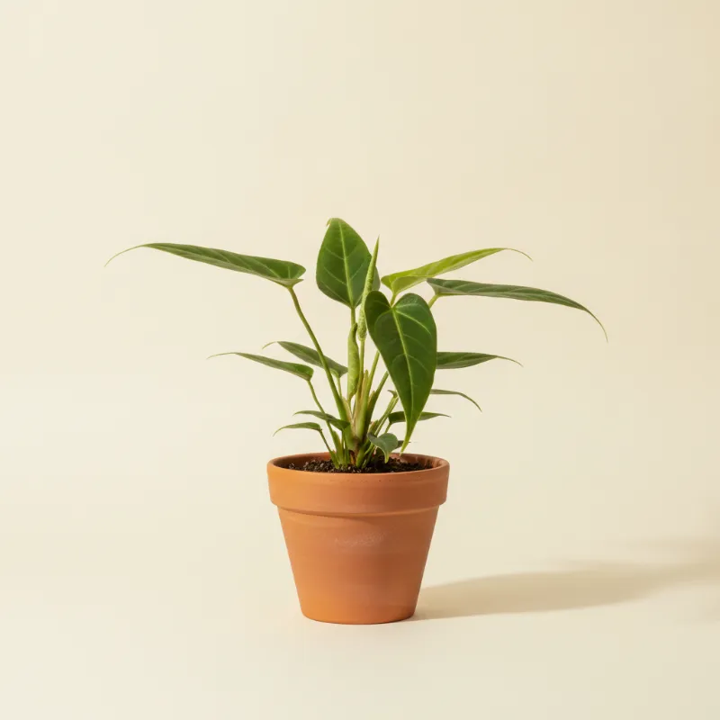 Flamingoplant — Anthurium bakeri (illustratie)