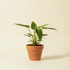 Flamingoplant