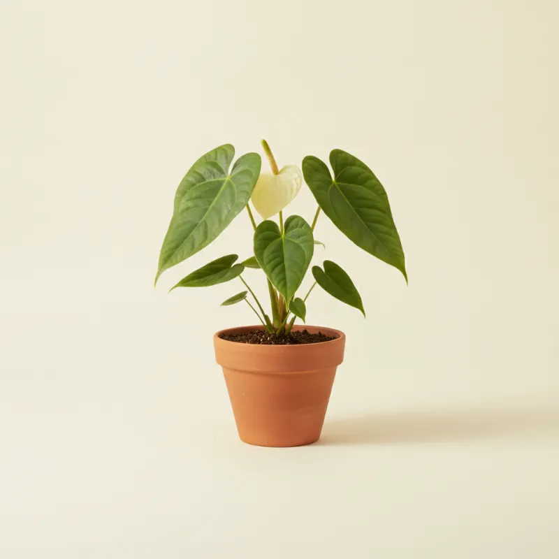 Flamingoplant — Anthurium balaoanum (illustratie)