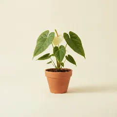 Flamingoplant