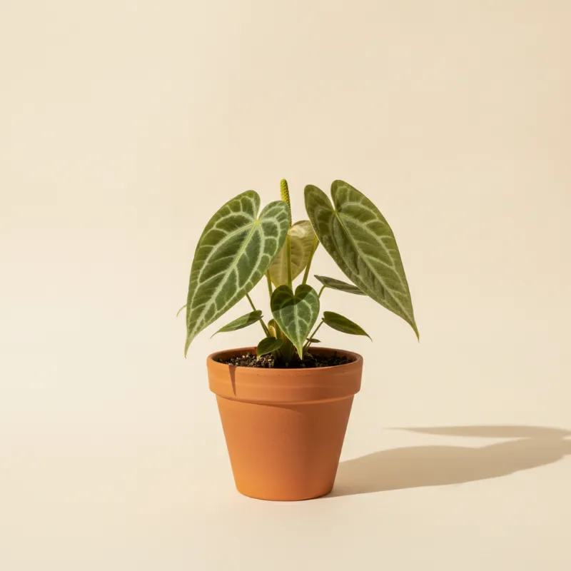 Flamingoplant — Anthurium besseae affinis (illustratie)