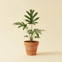 Flamingoplant