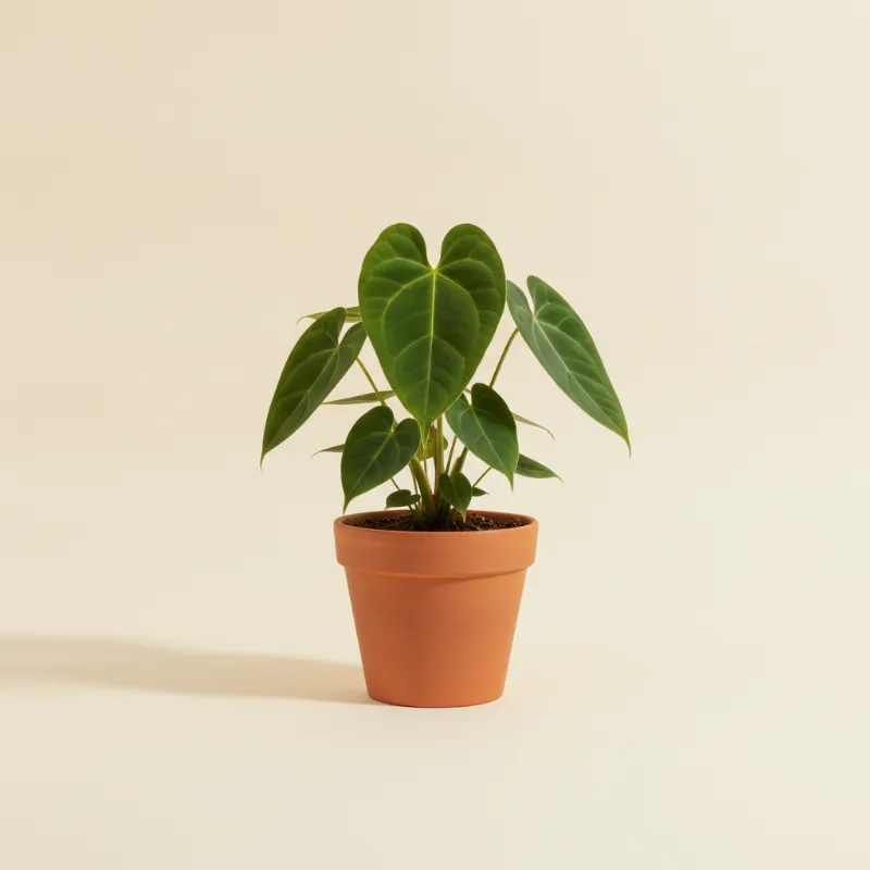 Flamingoplant — Anthurium coriaceum (illustratie)
