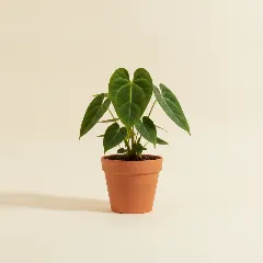 Flamingoplant