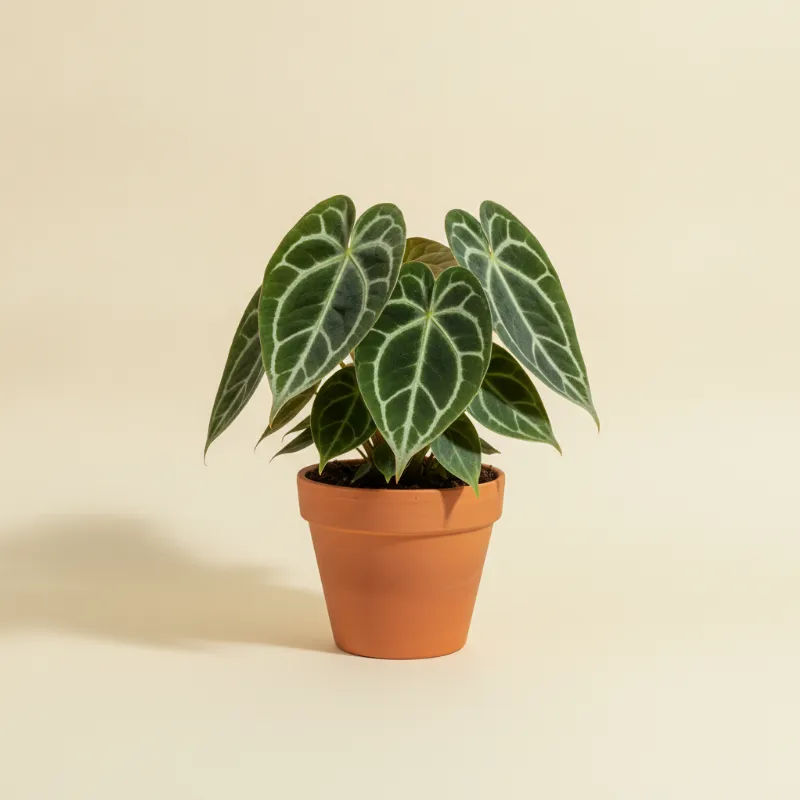 Flamingoplant — Anthurium crystallinum 'Silver Blush' (illustratie)