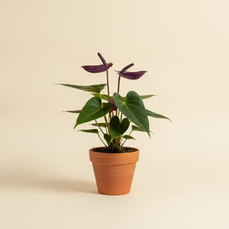 Flamingoplant — Anthurium 'Zizou' (illustratie)