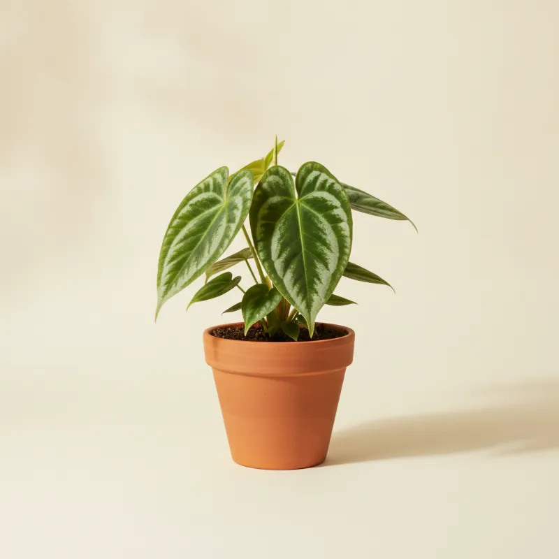 Flamingoplant — Anthurium crystallinum 'Silver Queen' (illustratie)